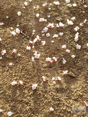 春暖花開時