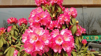 大紅花