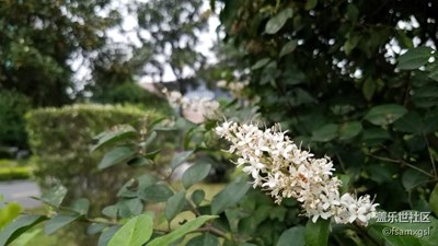 野外的花花草草