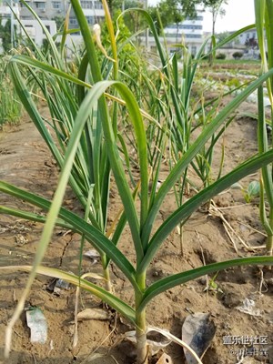 單位小菜園，馬上吃上無公害蔬菜了