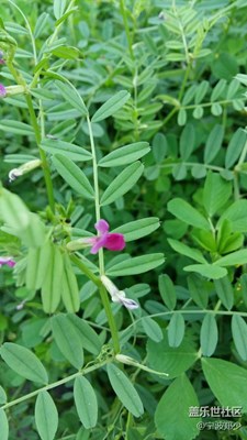 這是什么花