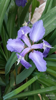 陽(yáng)臺(tái)上的花