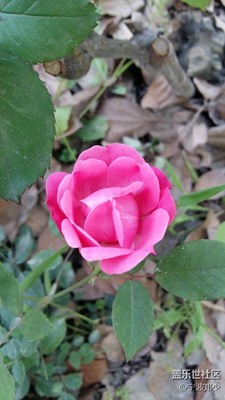 這是什么花