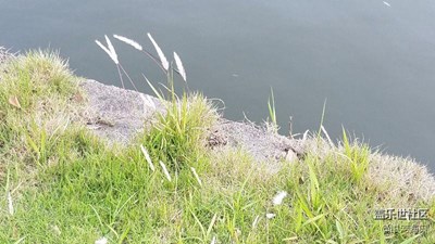 隨手拍 求指點(diǎn)求技巧