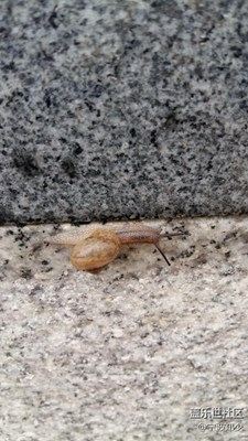 蝸牛