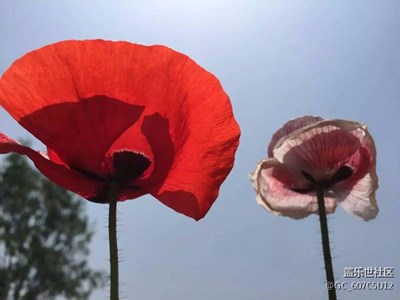 小花
