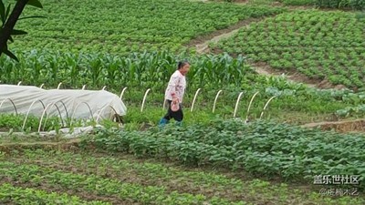 【勞動者的歌】+贛州+媽媽是一幅勞作的畫（2)