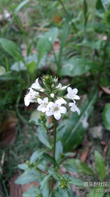 小花