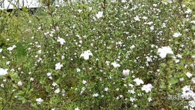 白花點點
