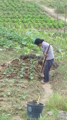 【勞動者的歌】+贛州+媽媽是一幅勞作的畫（4）