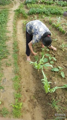 【勞動者的歌】+贛州+媽媽是一幅勞作的畫（17）