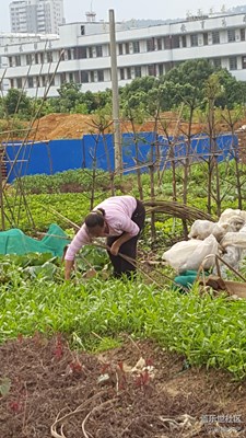 【勞動者的歌】+贛州+媽媽是一幅勞作的畫（18）
