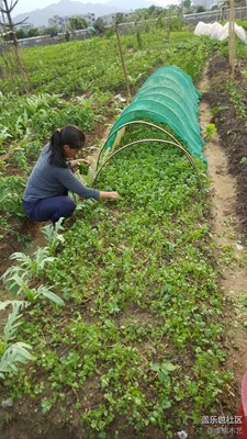 【勞動者的歌】+贛州+媽媽是一幅勞作的畫（15）