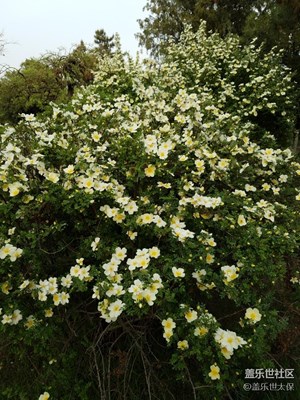 花開(kāi)