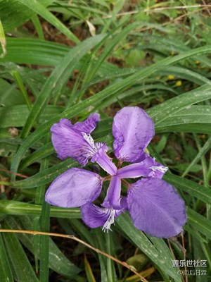 這是什么花？