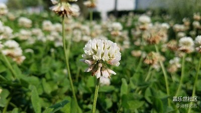 春意盎然
