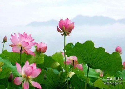 池中蓮花