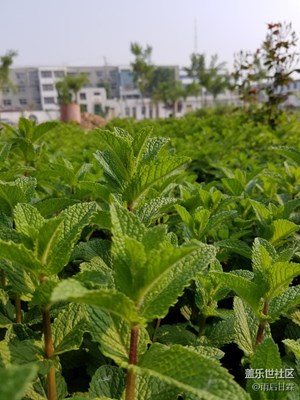 單位薄荷長得郁郁蔥蔥