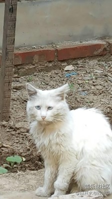 【可愛的它】+北京+小區(qū)的流浪貓