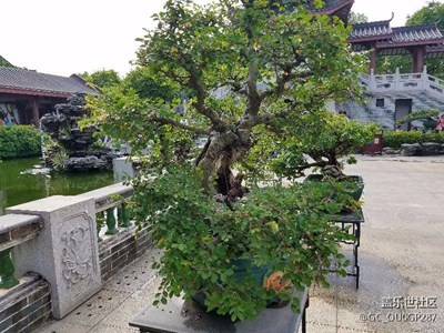 s7平板，惠州西湖