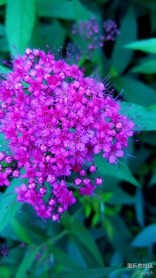 【小區(qū)花草】