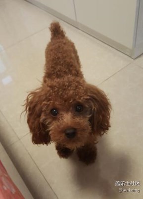 【可愛(ài)的它】+北京+可樂(lè)兒