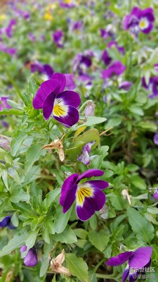 海珠濕地 大EDGE下的春姑娘