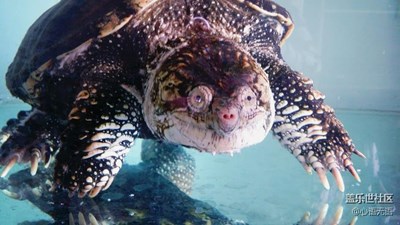 【可愛的它】，北京，朋友的小寵物