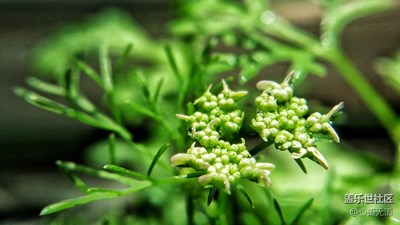 草莓變變變