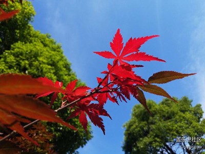 紅葉與綠葉
