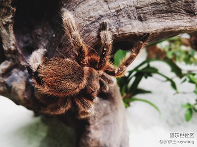 三星Galaxy S7輕松拍遍動物園