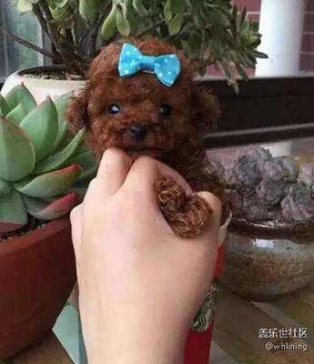 【可愛(ài)的它】+北京+剛剛出生的“茶杯”來(lái)秀下