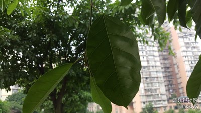 【不一樣的街景】