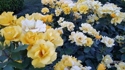 路邊的花