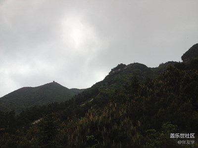 手機拍照分享，野生杜娟花，不喜勿噴！