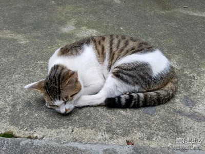 天氣悶熱不想動(dòng)，我還是打個(gè)盹吧……