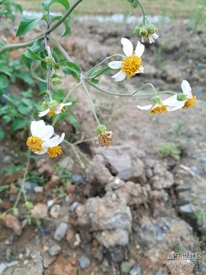 專業(yè)模式不會