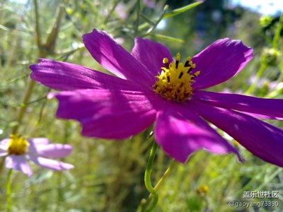 花兒朵朵，（三）