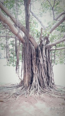 老樹盤根