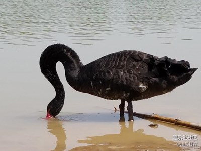 天鵝湖邊隨拍