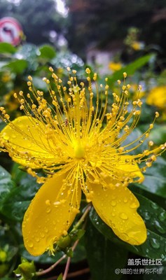 大E拍攝雨后偶遇無名小黃花