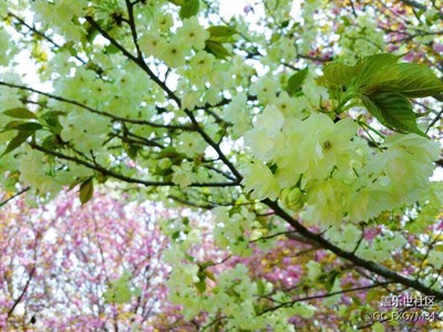 綠櫻花