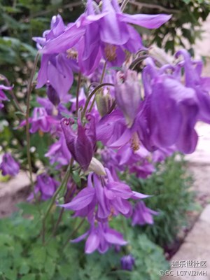 滿山偏野均是好花