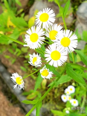 路邊的野花，你……