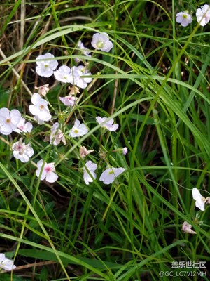 滿山都是花