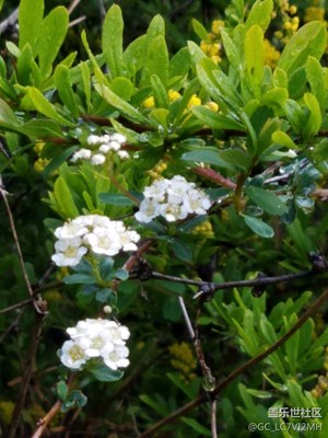 滿山都是花