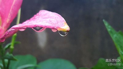 雨露