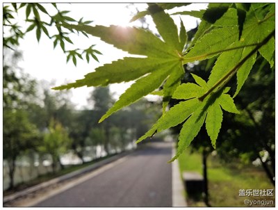 樹葉