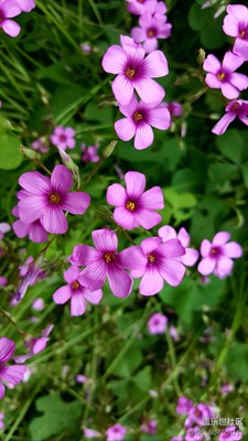 小花