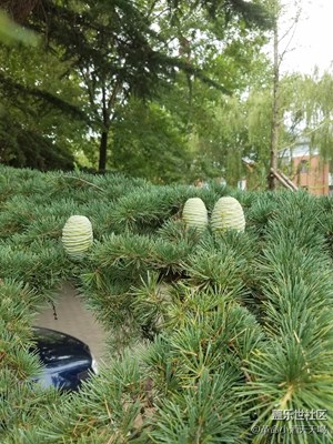 松樹上這是什么玩意？？